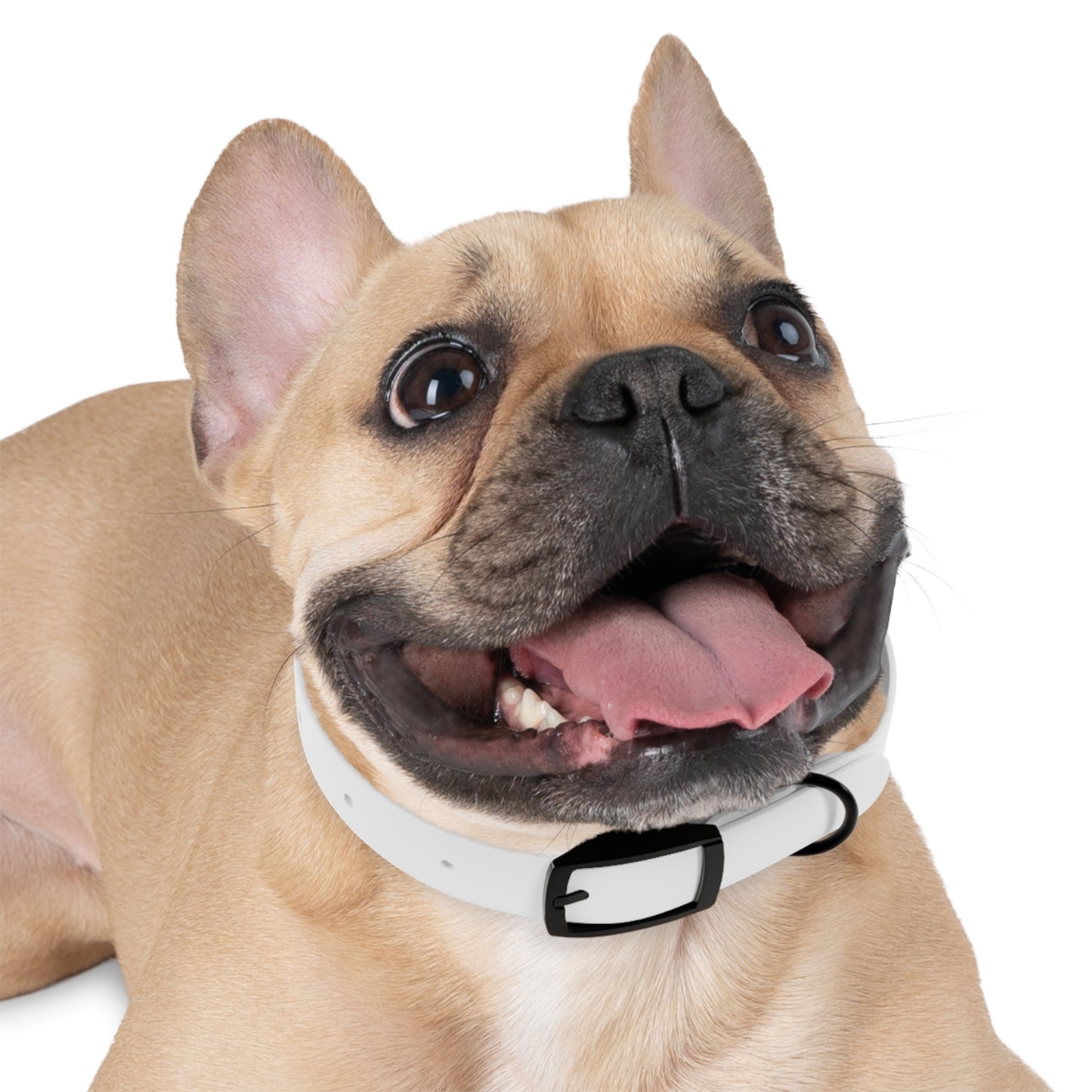 Customizable Dog Collar - Personalize with Your Pet's Name